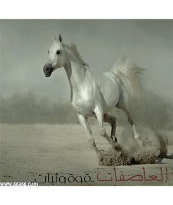 العاصفات..قوة وثبات..