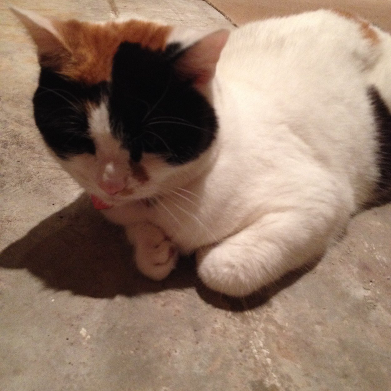 susanaamez's profile picture. 