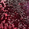 merite_wines's profile picture. Making Australian merlot from ‘new’ French clones and Malbec with ‘new’ Argentine clones | 40ha site | explore #winesky on bluesky  | 🔞