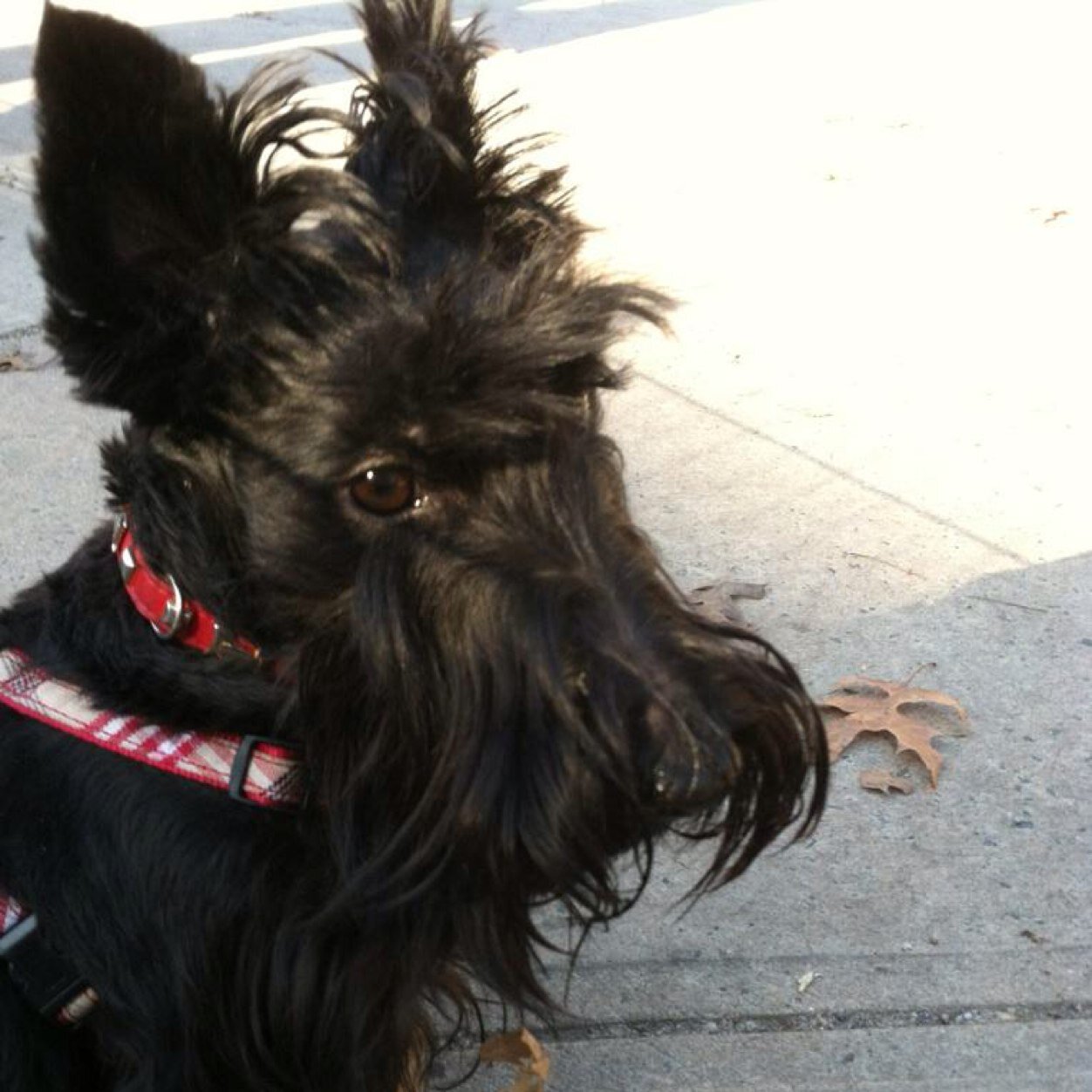 I'm a small Scottish Terrier in a big city. I like to play with my food, dance and munch on leaves. My favorite color is orange.