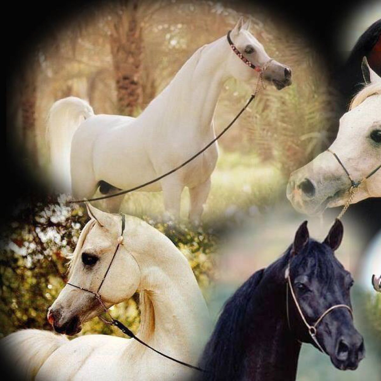 new4tube's profile picture. كل مايخص الخيل بالسعودية ، بيع شراء عرض مستلزمات ادوية