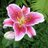 FleurLily8