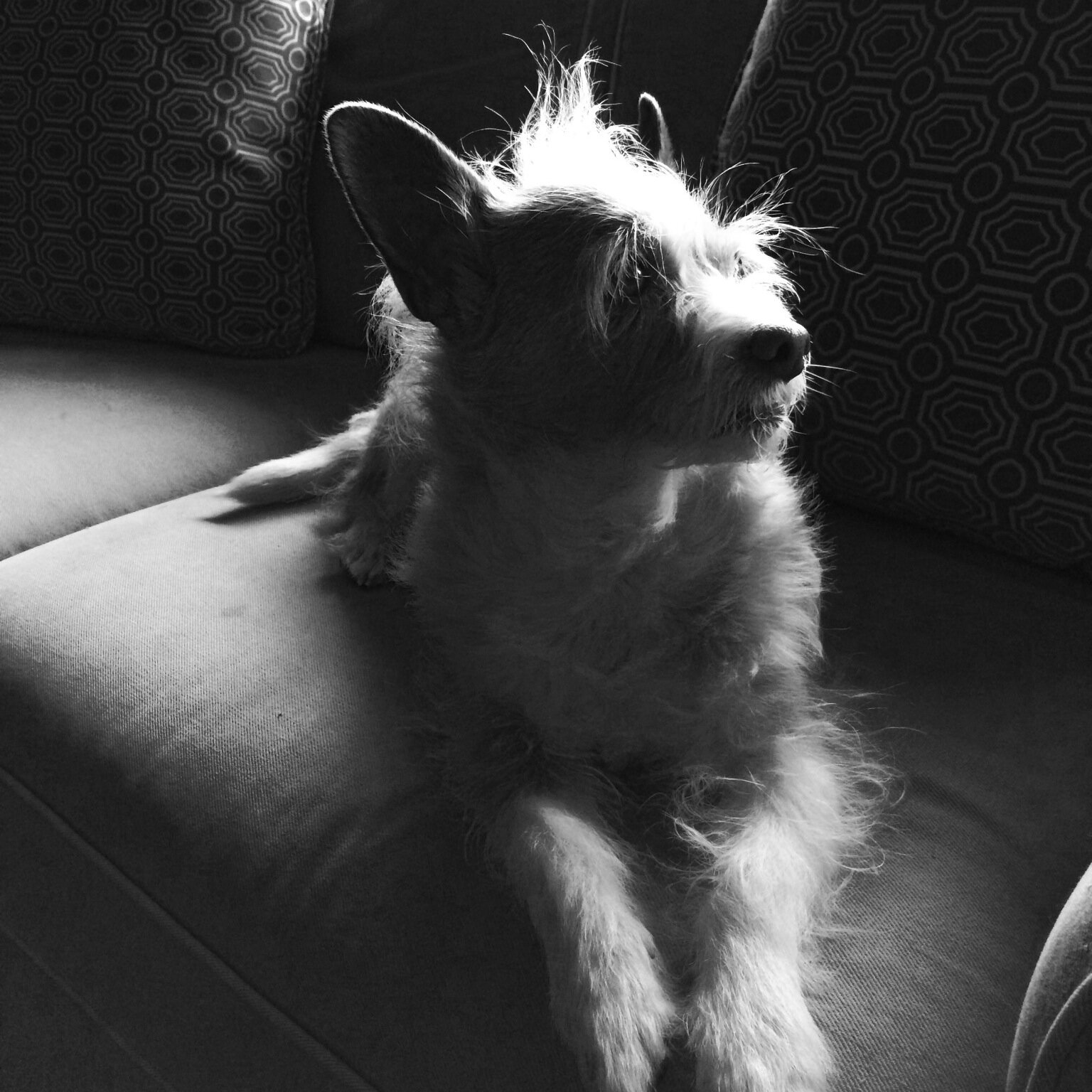 amanda_fick's profile picture. ♥ Lucy Dog & Mia Kitty