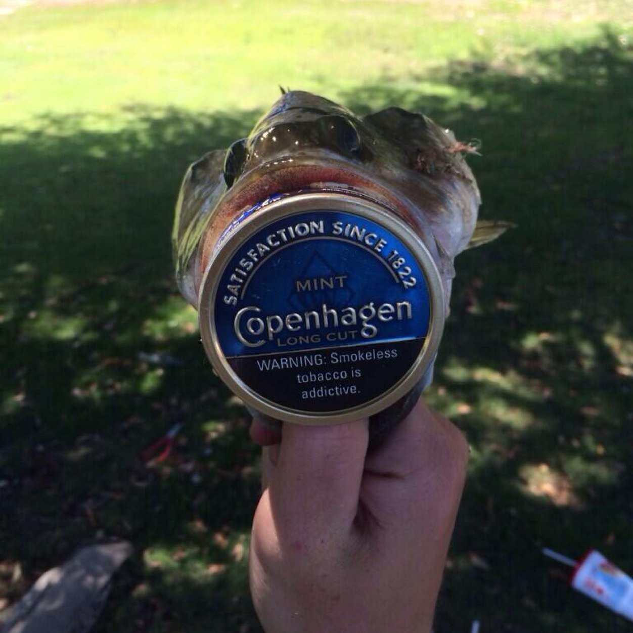 Dbhordie's profile picture. Merica dbh or die! Snapchat: Dbhordie #underagedipper