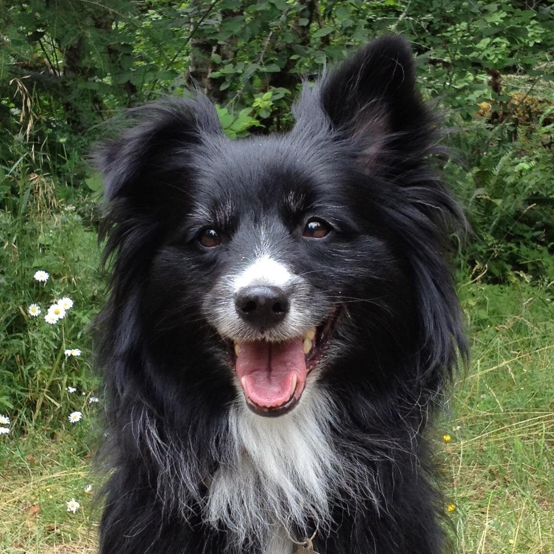 DoodlesDogs's profile picture. Dog Grooming by appointment in Tigard, Oregon. Cat grooming coming soon! We love our dogs, it's why we do what we do!