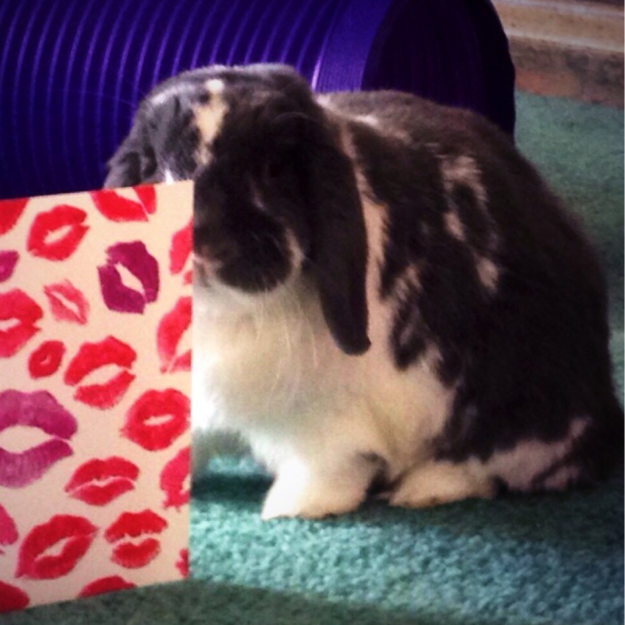 ScoobyScooter my very special best friend passed away Sunday, September 6th 2015 at 5am. Staff was holding here when she left- Staff is still beyond Heartbroken