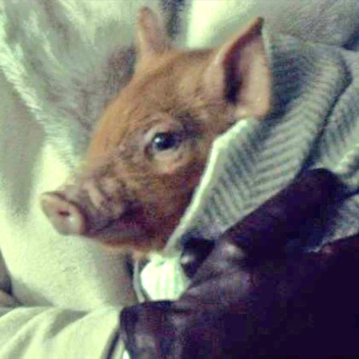 oink @heseatingthem