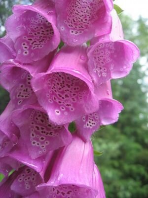 annik_hall's profile picture. passionnée, créative et dévouée ... pour le bien collectif au niveau social, économique et environnemental. Et fervente de voyages, la nature et de l'hiver