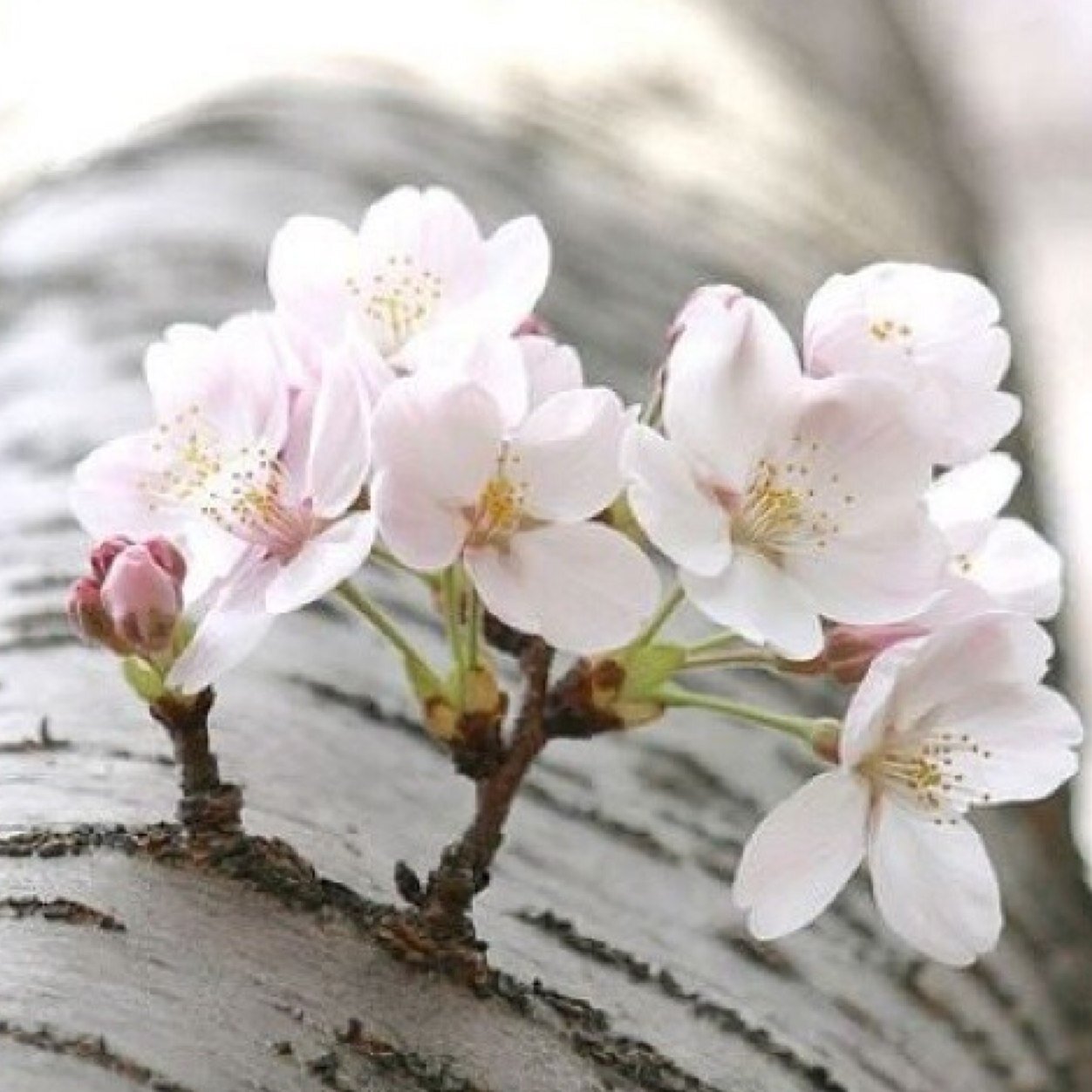 Ragoode1413's profile picture. قال تعالى: (مَا يَلْفِظُ مِن قَوْلٍ إِلَّا لَدَيْهِ رَقِيبٌ عَتِيد)