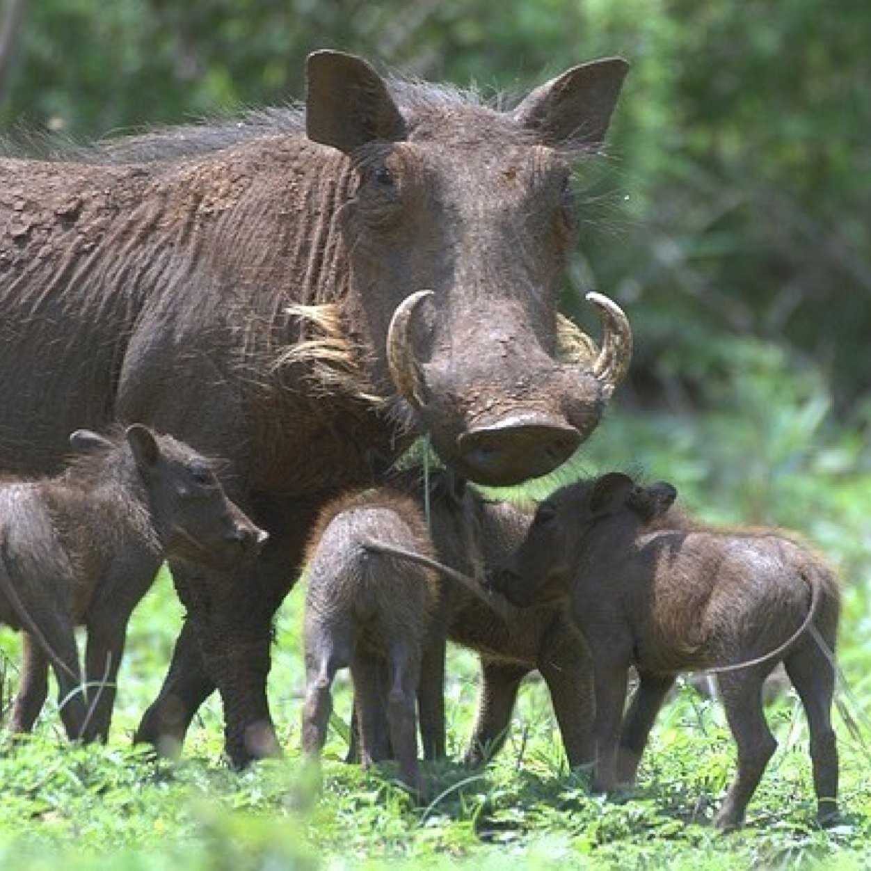 Warthog lover | Atlanta Georgia