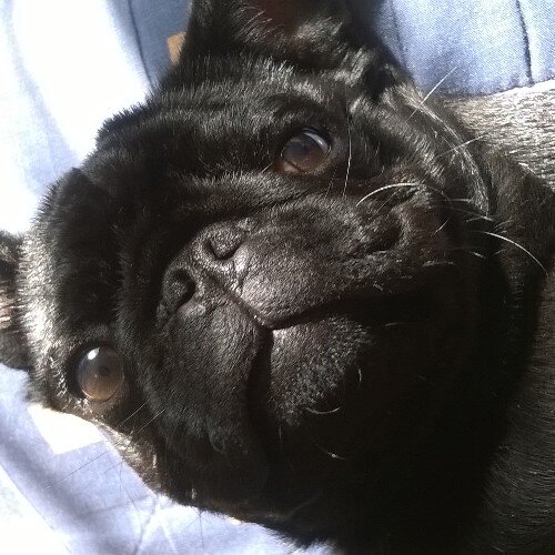soy un canino del infierno, sin color político criticaré todo lo q me parezca q está mal sin importar de quien venga , porque los odio a todos por igual