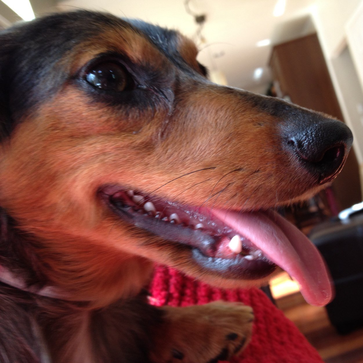 Just a chill dachshund  and the ladies man