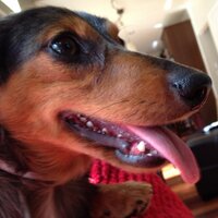 vanDiesel Diddle (@vdiddles) 's Twitter Profile