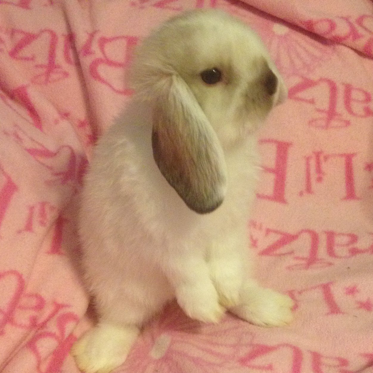 My name's Pierre and I'm a Holland Lop!   @SAILORHANS is my momma.