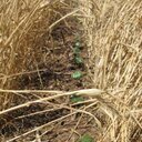 Environmental Soil Scientist - Texas A&M AgriLife Research, work with cropping systems to improve soil health and water quality