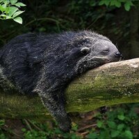 Tophpai (@palawanbearcat) 's Twitter Profile