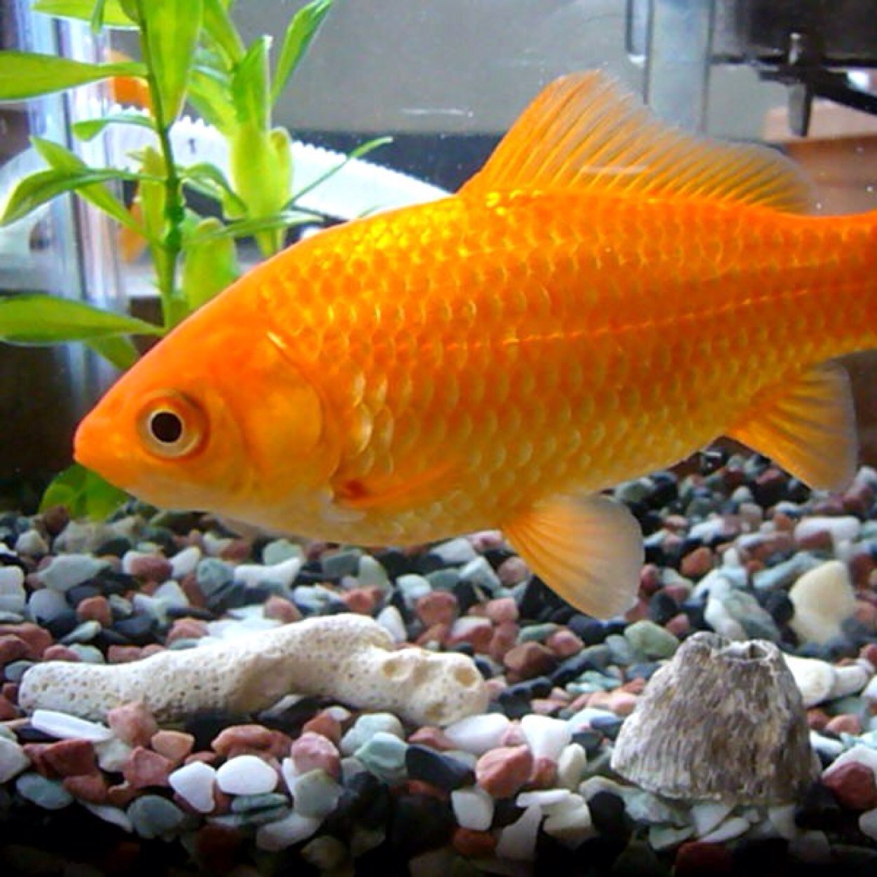 I am 4 years old and live with my owner Rusty. He can be found at @RustyRitz89 ... He is never home so I figure Twitter could be fun... Blub... Blub