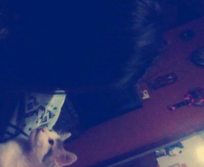 Hi, I'm a singer,actress,dancer obviously in my mind :D/I'm a bollywood fan/Follow me and follow back :)/#USMP