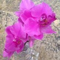 Vero Beach News (@veronews) 's Twitter Profile