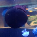 Eric Celis - @DerpXnX - Twitter