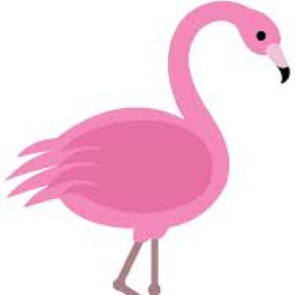 Flamingo Facts Flamgiofacts Twitter Flamingo Facts
