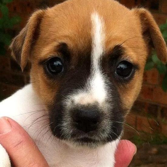 Twoducksau's profile picture. I retweet stuff I find funny or Interesting,And i love Music,especially Aussie music And love mans best friend!