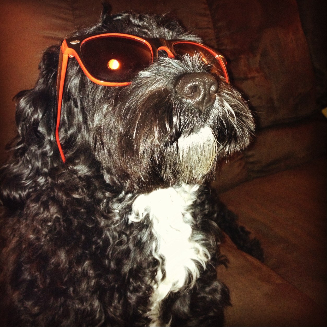 KadoKares's profile picture. I'm Kado, a 3yr old cockapoo with attitude. Follow my adventures! Caring and sharing good stuff from a dog's point of view BOOF!