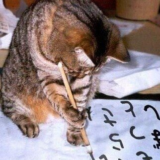 A_K_v_D's profile picture. Uw dierenarts aan huis. Bernadette Spaak is Erkend Paardenarts en werkt tevens met veel plezier met gezelschapsdieren.