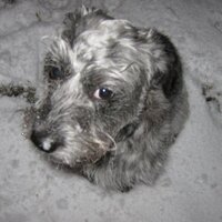 Oscar (@osgrrr) 's Twitter Profile