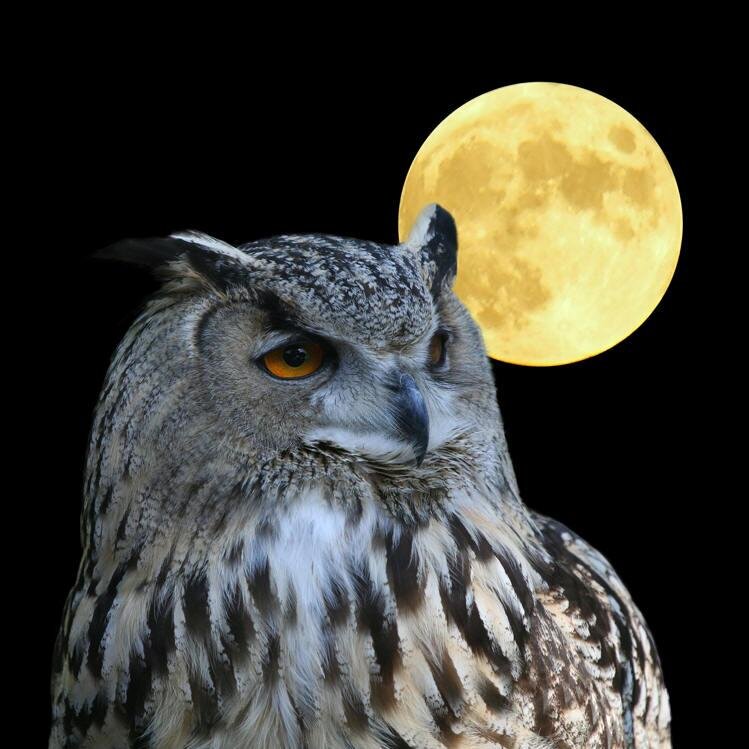 elen_viecceli's profile picture. "If the doors of perception were cleansed, every thing would appear to man as it is: infinite."