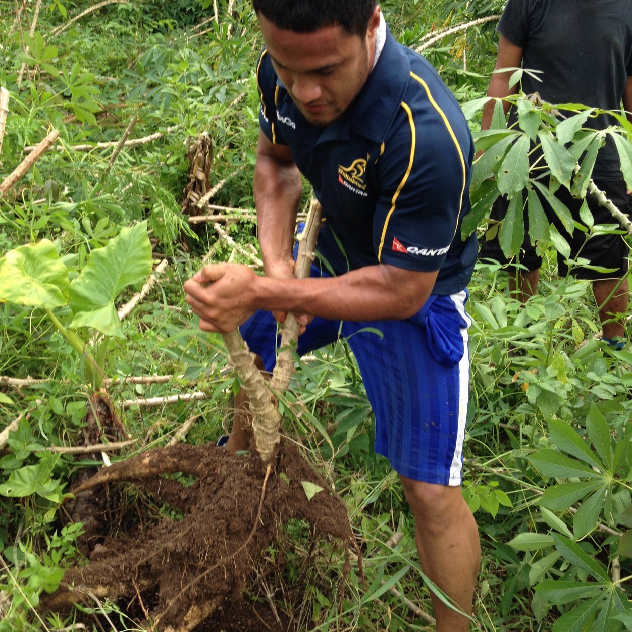 Honeti Taumohaapai Profile