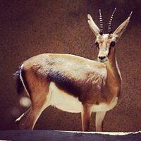 احمد بن كرم البلوشي  (@asshycb) 's Twitter Profile