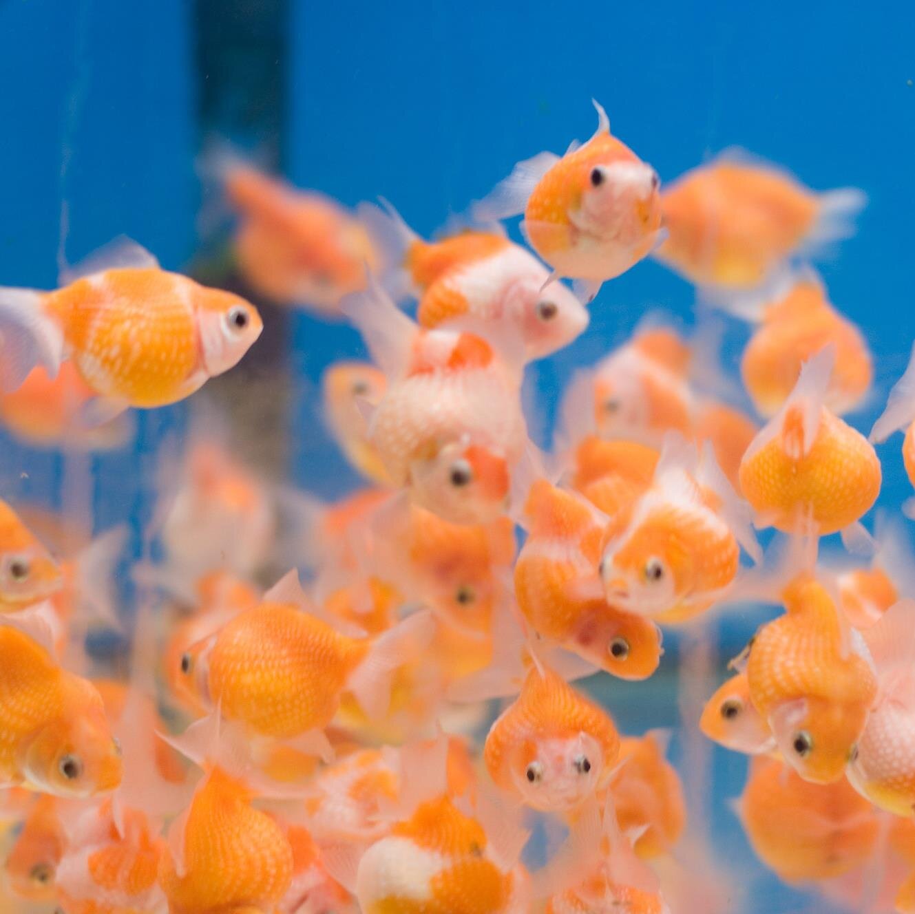 goldfishes and happiness