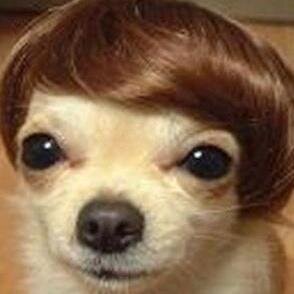 tanoshi81's profile picture. わんわん。ワロタｗｗｗｗワン。ワンわワンワンワオーンｗｗｗ