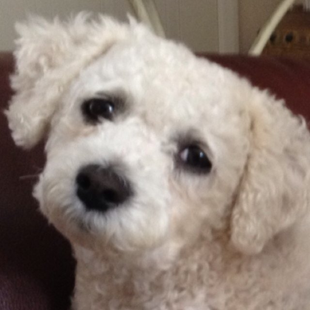 buddy boo waggy tails