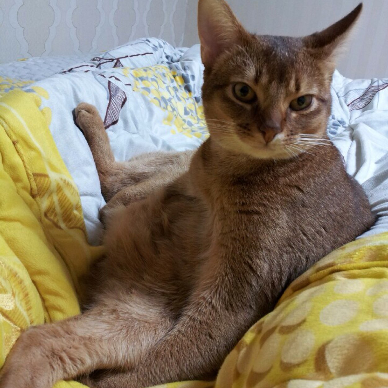 합리주의자 정의란걸 믿고싶은 어른아이 고양이 사랑 할줄 아는것보다 하고싶은게 많은 남자사람