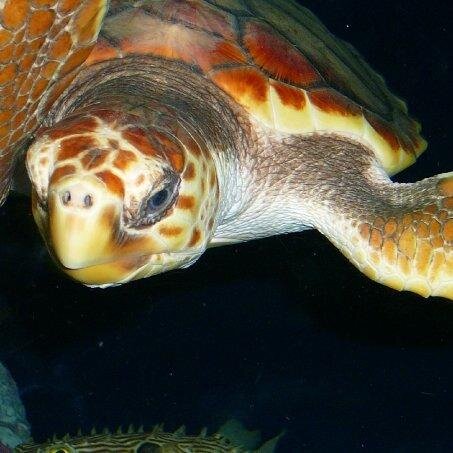 SMYVRCA's profile picture. 