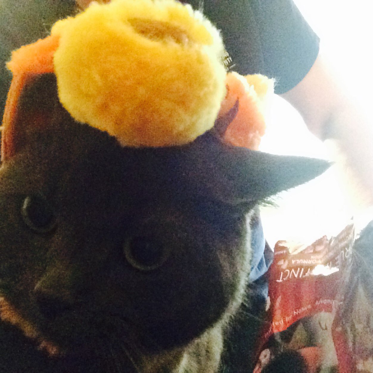 Chief_Bluntskin's profile picture. Scholar, gentleman, masseur, asshole, professional troll, hockey obsesser oh and i play a shit ton of video games