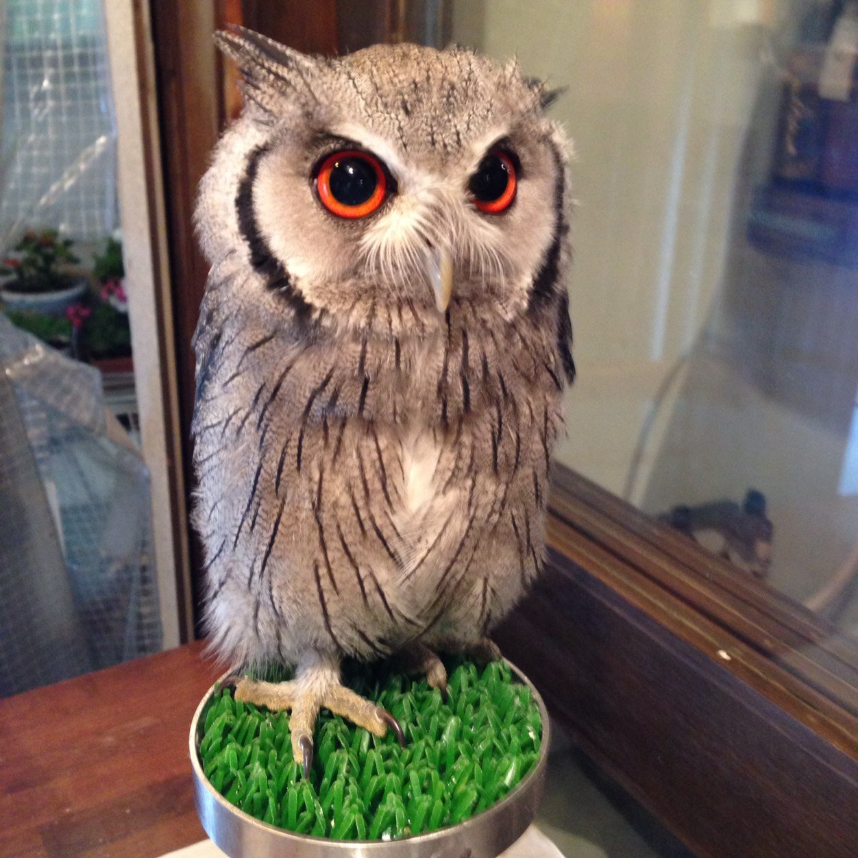 ながはまのりひこ / 夢_亜樹