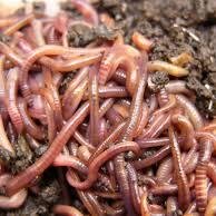 Worms,Worm Casts & Wormeries ,as well as Bokashi,EM and Plants. Teaching/promoting sustainability through global worming. Chemical free. As seen on countryfile.