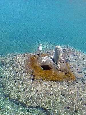 CarmenRaps's profile picture. 