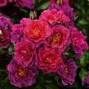 Sarah Oakes - @GardenuityOakes - Twitter