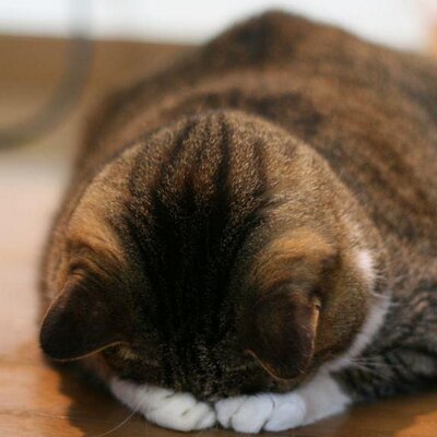 桐生 すまん寝 Ashukyh Twitter 桐生 すまん寝 Ashukyh Twitter