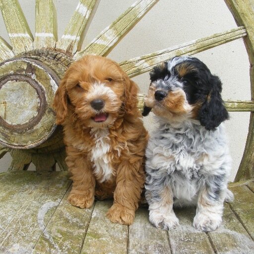 JandazCockapoos's profile picture. We are a UK-based, fully licensed, responsible cockapoo breeder and our puppies go to loving homes.