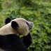 パンダbot (@panda_panpanda) Twitter profile photo