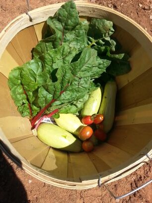 scoutmomma3's profile picture. 