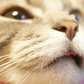 見てるだけで癒される猫ちゃんの写真を紹介しています♪