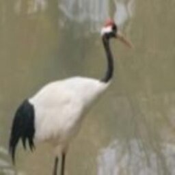 michealzqxj's profile picture. el chaca mas chaca de africa!