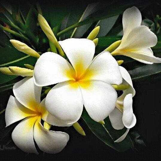 jakyn77's profile picture. Soy  alegre, muy sociable y trabajo como Analista en Ecxel