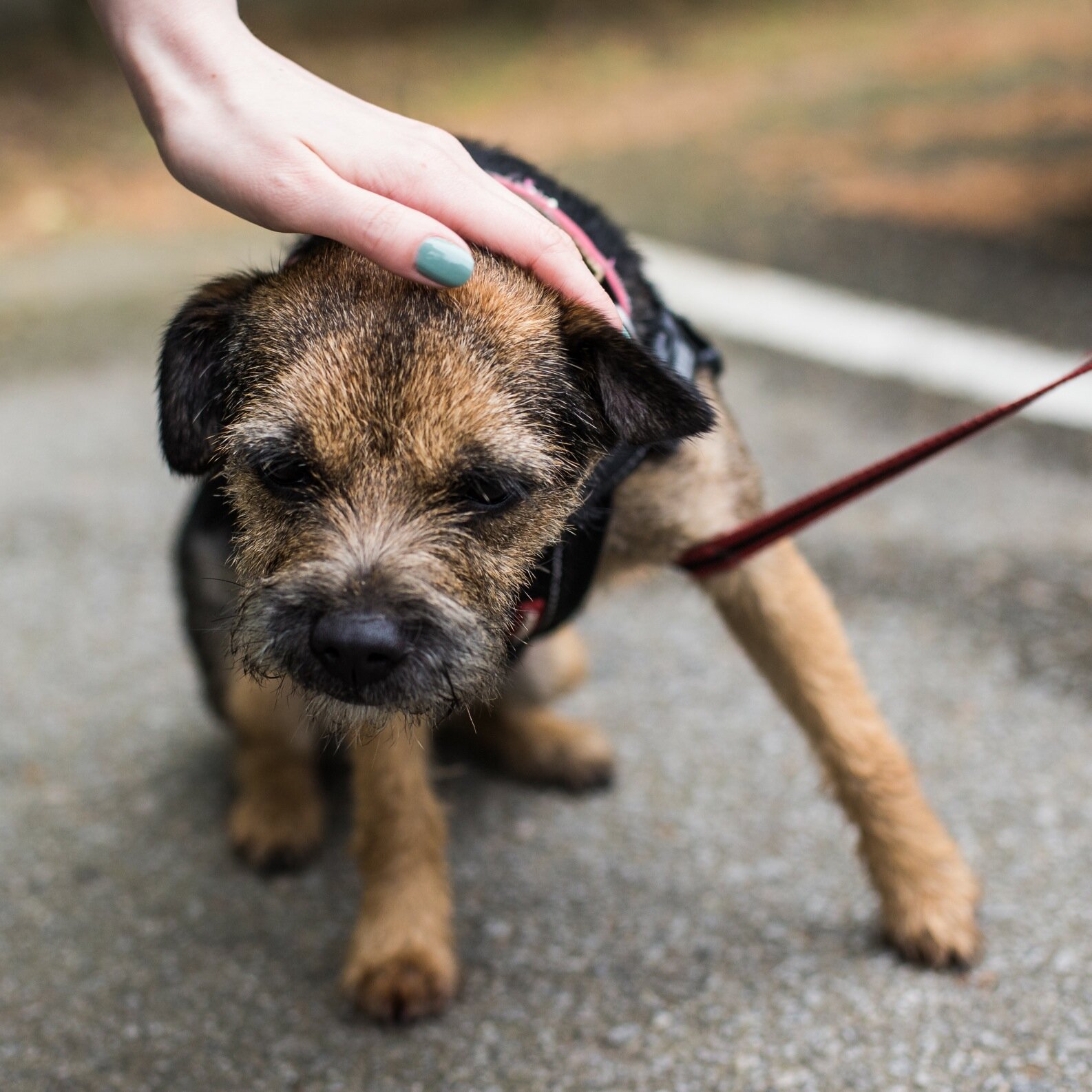 I'm either going daft or seeking hugs. Like to review things I see, chase and chew. Owner of the human named @Mitchinator & proud members of the #btposse! x
